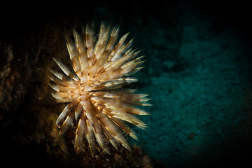 Feather duster worm (abellastarte spectabilis) on the reef off the island of Sint Maarten, Dutch Caribbean.