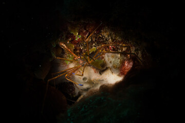 Yellowline arrow crab (Stenorhynchus seticornis) on the reef off the island of Sint Maarten, Dutch Caribbean.