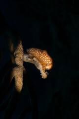 Flamingo tongue (Cyphoma gibbosm) on the reef off the Dutch Caribbean island of Sint Maarten