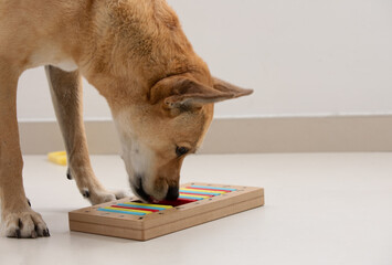 Smart dog is looking for delicious dried treats in intellectual game and eating them, close up....