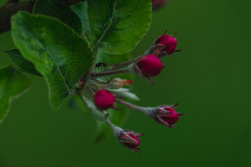 apple tree with ant