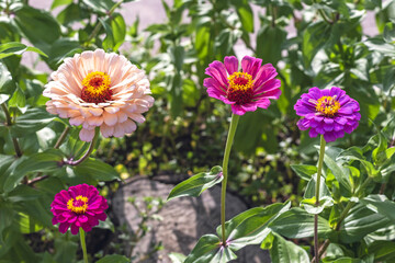 Zinnia flowers,a genus of plants of the sunflower tribe within the daisy family Asteraceae,in...