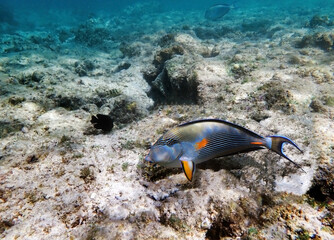 Underwater scene with Sohal, the King of the Surgeonfishes - Acanthurus Sohal