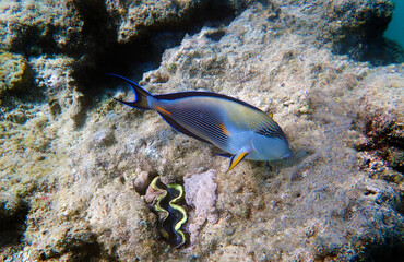 Underwater scene with Sohal, the King of the Surgeonfishes - Acanthurus Sohal