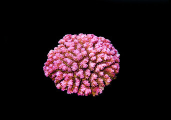 Pocillopora damicornis - Pink Colorful SPS coral in Red Sea, underwater scene