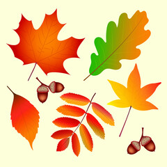 Autumn leaves set