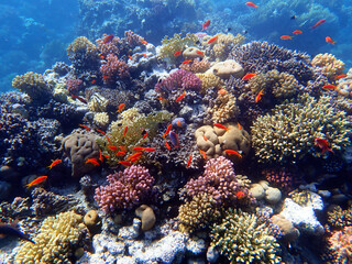 Queen Of The Red Sea - Pseudanthias squamipinnis