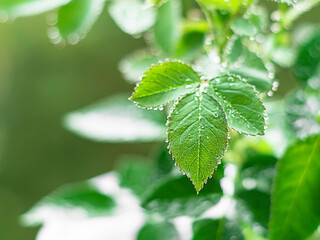Close-up of rose leaves with rain drops.