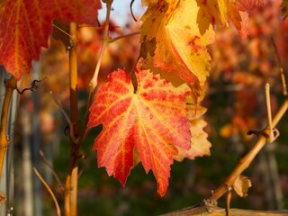 red grape leaves in the late autumn in the warm sunny day