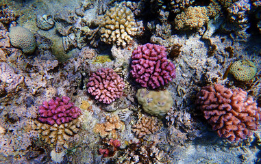 Underwater scenes with corals in Red Sea