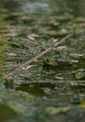 Frog In the Pond