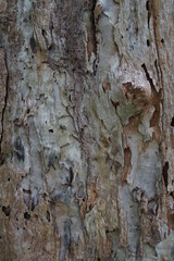 bark of a tree
