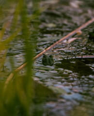 Frog In the Pond