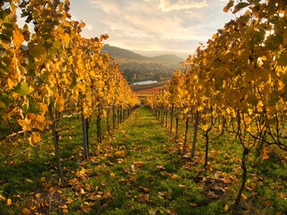 Fototapeta premium bright yellow vineyard in the light sunshine on an autumn evening