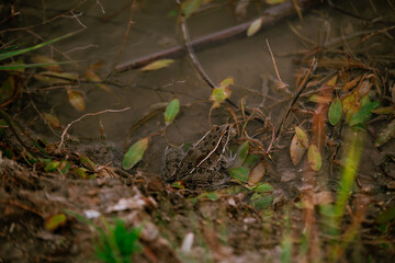 Frog In the Pond