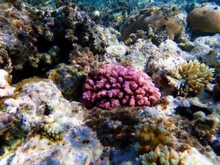 Naklejka na ściany i meble Pocillopora damicornis - Pink Colorful SPS coral in Red Sea, underwater scene