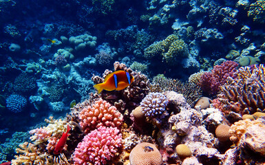Amphiprion bicinctus - Red Sea clownfish underwater scene