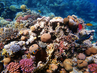 Naklejka na ściany i meble Amphiprion bicinctus - Red Sea clownfish underwater scene