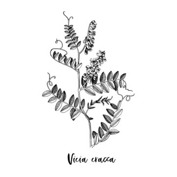 Branch of Vicia cracca. Medicinal herb