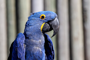 Hyacinth Macaw torso portrait