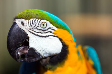 Blue and Gold Macaw head close up