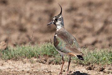 Peewee is standing on a field road. A beautiful full-length portrait of a bird. Pull the tuft up.