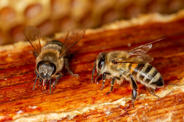 Honey bees in a hive on a frame with honeycomb and honey.