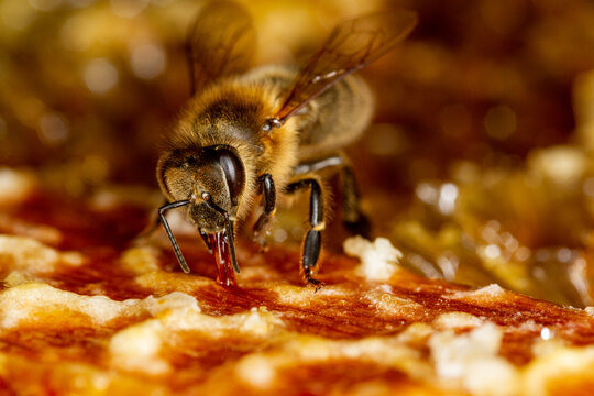 Honey bee in a hive on a frame with honeycomb and honey.