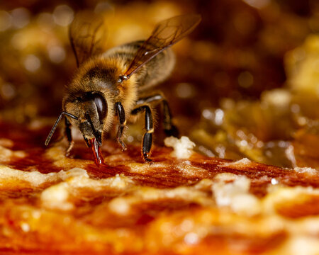 Honey bee in a hive on a frame with honeycomb and honey.