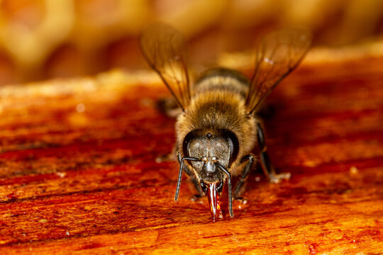 Honey bee in a hive on a frame with honeycomb and honey.