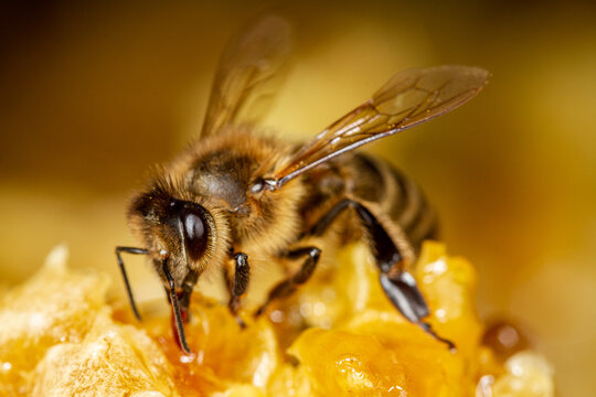 Honey bee in a hive on a frame with honeycomb and honey.
