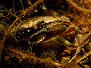 A close-up picture of a crab among seaweed. Picture from The Sound, between Sweden and Denmark