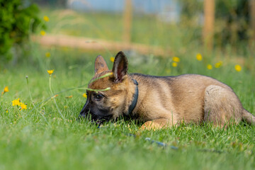 Dog portrait of a nine weeks old German Shepherd puppy. Green grass background. Sable colored, working line breed