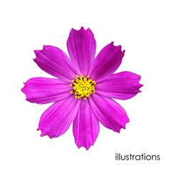 Cosmea is a purple flower isolated on a white background.