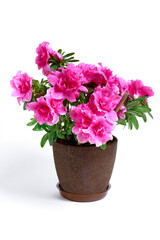 Naklejka na ściany i meble Blossoming pink flowers on a houseplant. Azalea blooms
