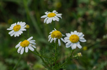 Fototapeta premium Wild Daisies Blooming in the Summer