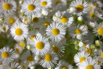Fototapeta premium Chamomile field top view close up.