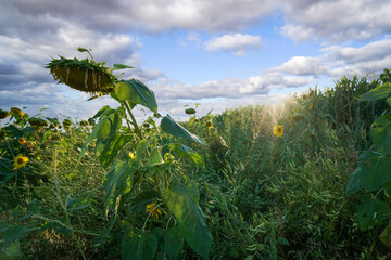 Sunflowers in bloom in the field photographed in daylight