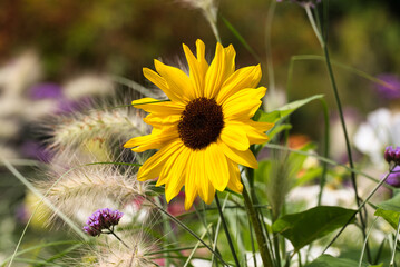 Aufnahme einer Sonnenblume im Blumenfeld