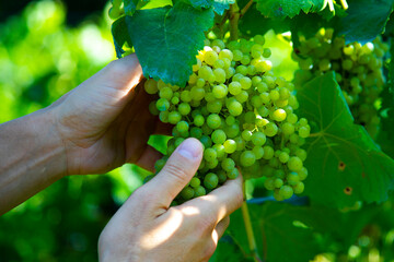 Naklejka na ściany i meble harvesting grapes for wine production