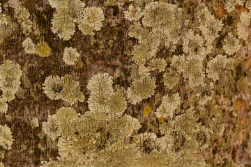 Textura natural da casca do tronco de uma velha árvore com musgo.