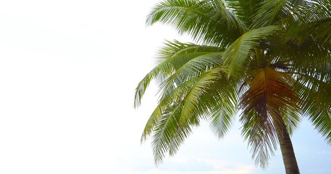 4K. Nature video Tropical coconut palm leaf swaying in the wind with sun light, Summer background, slow motion. Nature and travel concept