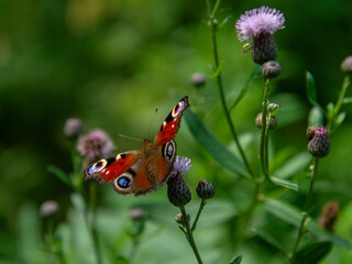 Peacock butterfly in a clearing