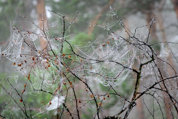 Spider web in dew over water