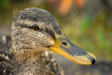 A portrait of a female mallard showing its mottled brown head, dark brown eyes and yellow beak. Image captured slightly above the duck showing some vegetation in the background.