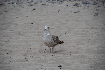 A herring gull in the sand of the Baltic Sea