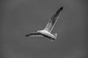 Seagull with wings stretched in black and white