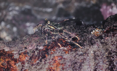 Photo of Crab on rock  , At  Sea end