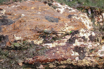 Photo of Crab on rock  , At  Sea end