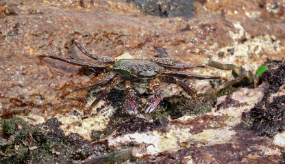 Photo of Crab on rock  , At  Sea end
